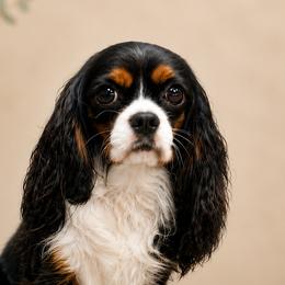 Charlotte - Cavalier King Charles Spaniel