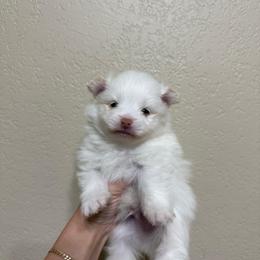 Chase - White male Pomeranian puppy in Phoenix, Arizona from Luxpomz