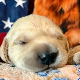 Liberty (Blue collar) - Light golden male Golden Retriever puppy in Gainesville, Florida from Heart and Soul Dog Breeding, Inc.