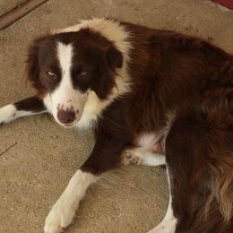 Pennie - Border Collie