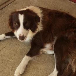 Pennie - Border Collie