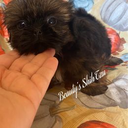 Cider- Red boy- See videos - Red male Shih Tzu puppy in Lawrenceville, Georgia from Beauty's Shih Tzu (Georgia)