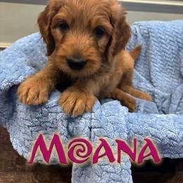 Moana - Apricot female Goldendoodle puppy in Rochester, Massachusetts from Petal Perfect Puppies