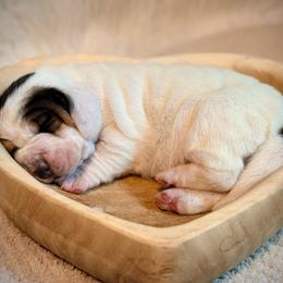 Pearl - Black white and brown female Basset Hound puppy in Edmonton, Kentucky from RiverBottom Bassets