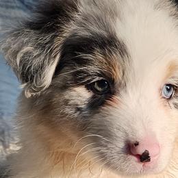 Feather - Blue merle Australian Shepherd puppy in Albany, Oregon from Red Cloud Australian Shepherds and DeGray Great Danes & Bulldogs