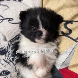 Balin - Black parti male Pomeranian puppy in Boca Raton, Florida from Poms of The Shire