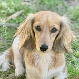 Mia - Piebald female Dachshund puppy in Pleasant Plains, Arkansas from JGBs Dachshunds