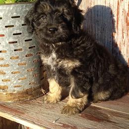 Iker - male Aussiedoodle puppy in Milford, Indiana from Olde Heritage K-9