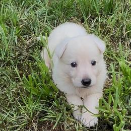 Beemer - White female German Shepherd puppy in Yuba City, California from Barton’s German Shepherds
