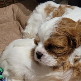 Dasher - Blenheim Cavalier King Charles Spaniel puppy in West Valley, Utah from Criddle Mountain Cavaliers