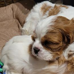 Dasher - Blenheim Cavalier King Charles Spaniel puppy in West Valley, Utah from Criddle Mountain Cavaliers
