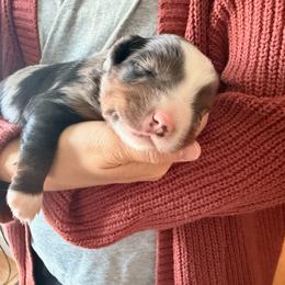 Bluey - Blue merle female Miniature Australian Shepherd puppy in Denton, Texas from Rigsby Ranch