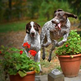 German Shorthaired Pointer All Grown Up from Windward German Shorthaired Pointers