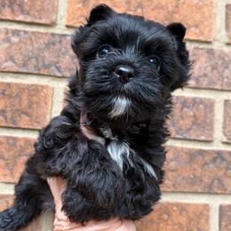 Male 1 - Black and tan male Yorkshire Terrier puppy in Georgia from Berggipfel Yorkies