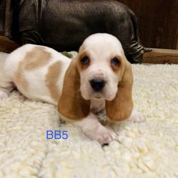 BB5 - Red and white male Basset Hound puppy in Britton, South Dakota from K&S Canines