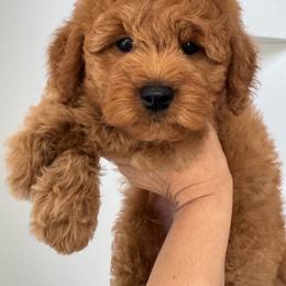 Puppy Pick 3 - Red  female Goldendoodle puppy in Elk Grove, California from Doodles by Faith