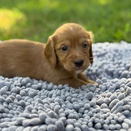 Dark cream -solid - Cream male Dachshund puppy in Nashville, Arkansas from Whisenhunt Farms