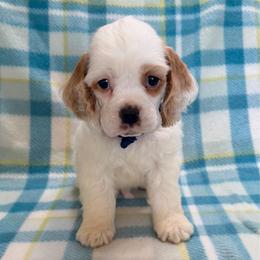 Sprout - Red and white male Cocker Spaniel puppy in Delphi, Indiana from Benchmark Cockers