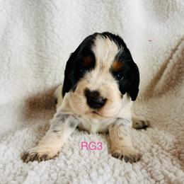 RG3 - Tri-Roan female English Springer Spaniel puppy in Britton, South Dakota from K&S Canines