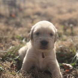 Purple Girl - Golden female Golden Retriever puppy in Amissville, Virginia from Houston’s Golden Haven