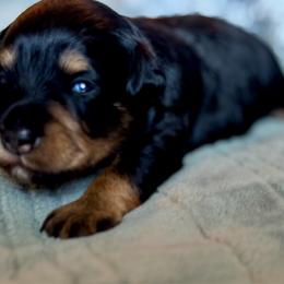 Black rust - Black female Miniature Schnauzer puppy in Independence, Missouri from Crown Schnauzers KC