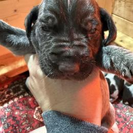 Boy 4 - Liver male German Wirehaired Pointer puppy in Mora, Minnesota from Reinberg Kennel