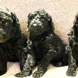 Goldendoodles from Waggin Country Doodles