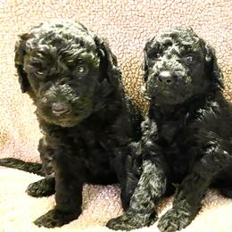Goldendoodles from Waggin Country Doodles