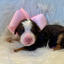 Light Pink - Brown female Bernedoodle puppy in The Woodlands, Texas from Gracie's Goldendoodles and Bernedoodles of The Woodlands