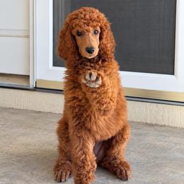 Bellini - Red  female Poodle puppy in Mount Vernon, Illinois from AMC Poodles