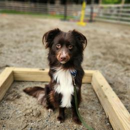 Bruin - Red & white male Miniature Australian Shepherd puppy in Sandown, New Hampshire from Ashby Lou Aussies