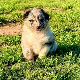 Atlas - Blue merle male Australian Shepherd puppy in Mineral Wells, Texas from A6 Australian Shepards