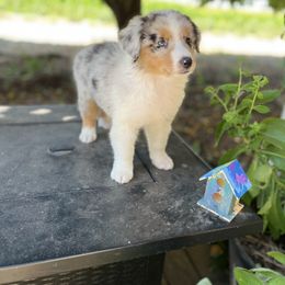 Australian Shepherd Puppies from HCA Aussies