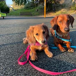 Dachshund Puppies from Forever home dachshunds