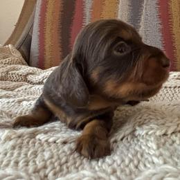 Chocolate Tan Female - Chocolate and tan female Dachshund puppy in Mesa, Arizona from Ruby Desert Doxies