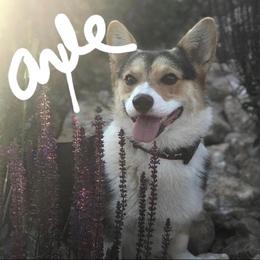 Pembroke Welsh Corgi All Grown Up from Camelot Corgis