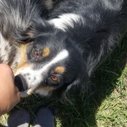 Tessa - Miniature Australian Shepherd
