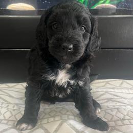Beth-Purple girl - Black and white female Companion Cross puppy in Calimesa, California from Teakwoodpoodleofsocal