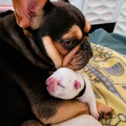 French Bulldog Puppies from Diamond Dreams French Bulldogs