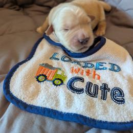 Loaded with cute - Golden male Golden Retriever puppy in Niles, Michigan from Christiana Creek Goldens