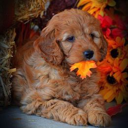 Goldendoodle Puppies from Crazy Cute Kennels