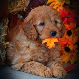 Goldendoodle Puppies from Crazy Cute Kennels