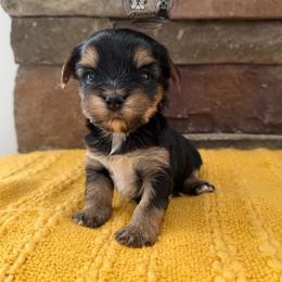 Jessie - Black and tan female Yorkshire Terrier puppy in Smryna, Georgia from Owensons’ Kennel