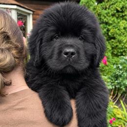 Purple Collar - Black male Newfoundland puppy in New York from Johnson Farms