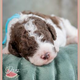Cuba - Brown and white male Cockapoo puppy in Connersville, Indiana from Deaz Doodle Ranch