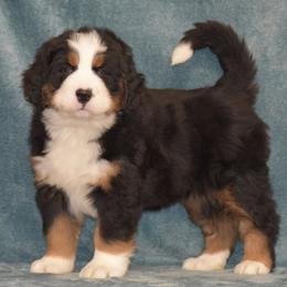 Echo - Black rust and white female Bernese Mountain Dog puppy in Danville, Pennsylvania from Brookwood Bernese Mountain Dogs