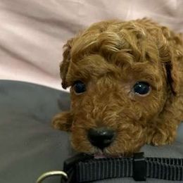 Boy 1 - Poodle puppy from Sondra's Miniature Poodles