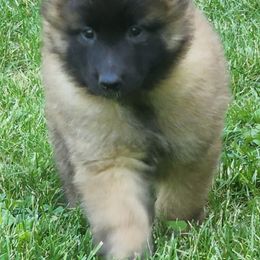 Belgian Tervuren Puppies from Kismet Belgian Tervuren's  owner Angela Ernst