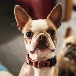 Boston Terriers and French Bulldogs from Blue Skies of Florida Frenchies and Bostons