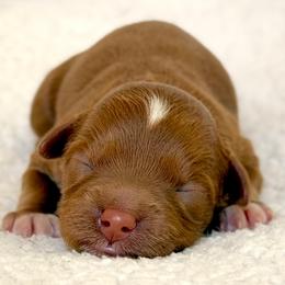 Cavapoo puppies from Dumaw Creeks Pups